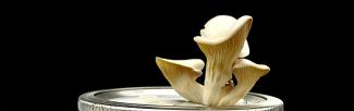 Mushroom